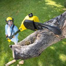 Trusted Mount Hermon, CA  Tree Services Experts