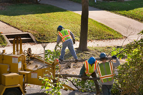 Best Hedge Trimming  in Mount Hermon, CA