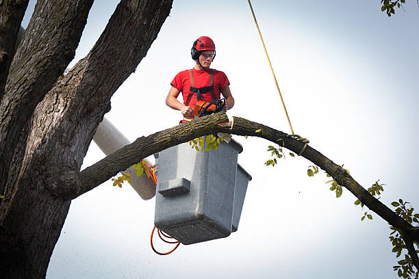 How Our Tree Care Process Works  in  Mount Hermon, CA